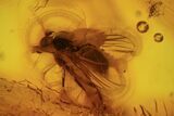 Fossil Cicada (Auchenorrhyncha) Larva & Flies (Diptera) In Amber #96205-5
